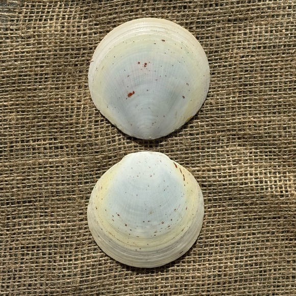 Pair of Japanese Hand-Painted Scallop Shells - Picture 3 of 7